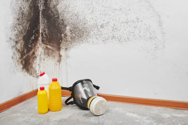 Best Office Mold Removal Services  in Sandia Heights, NM