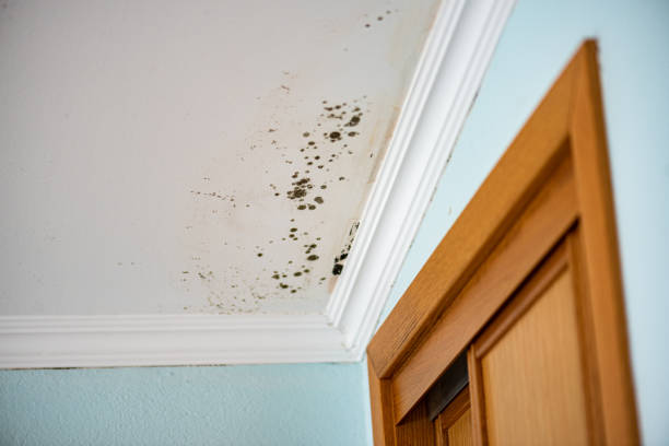 Best Mold Damage Repair  in Sandia Heights, NM